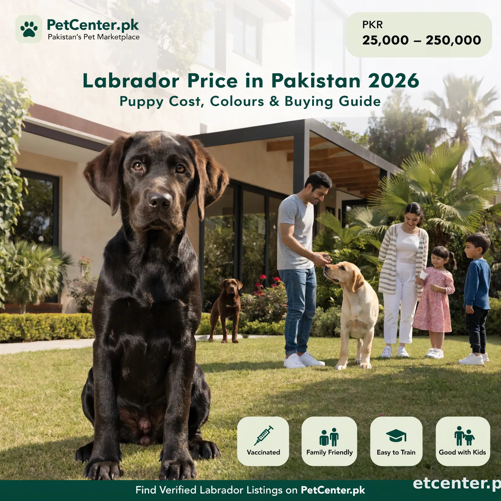 Labrador Price in Pakistan (2026): Puppy Cost & Buying Guide