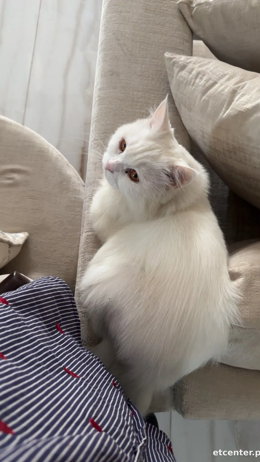 Mylo
