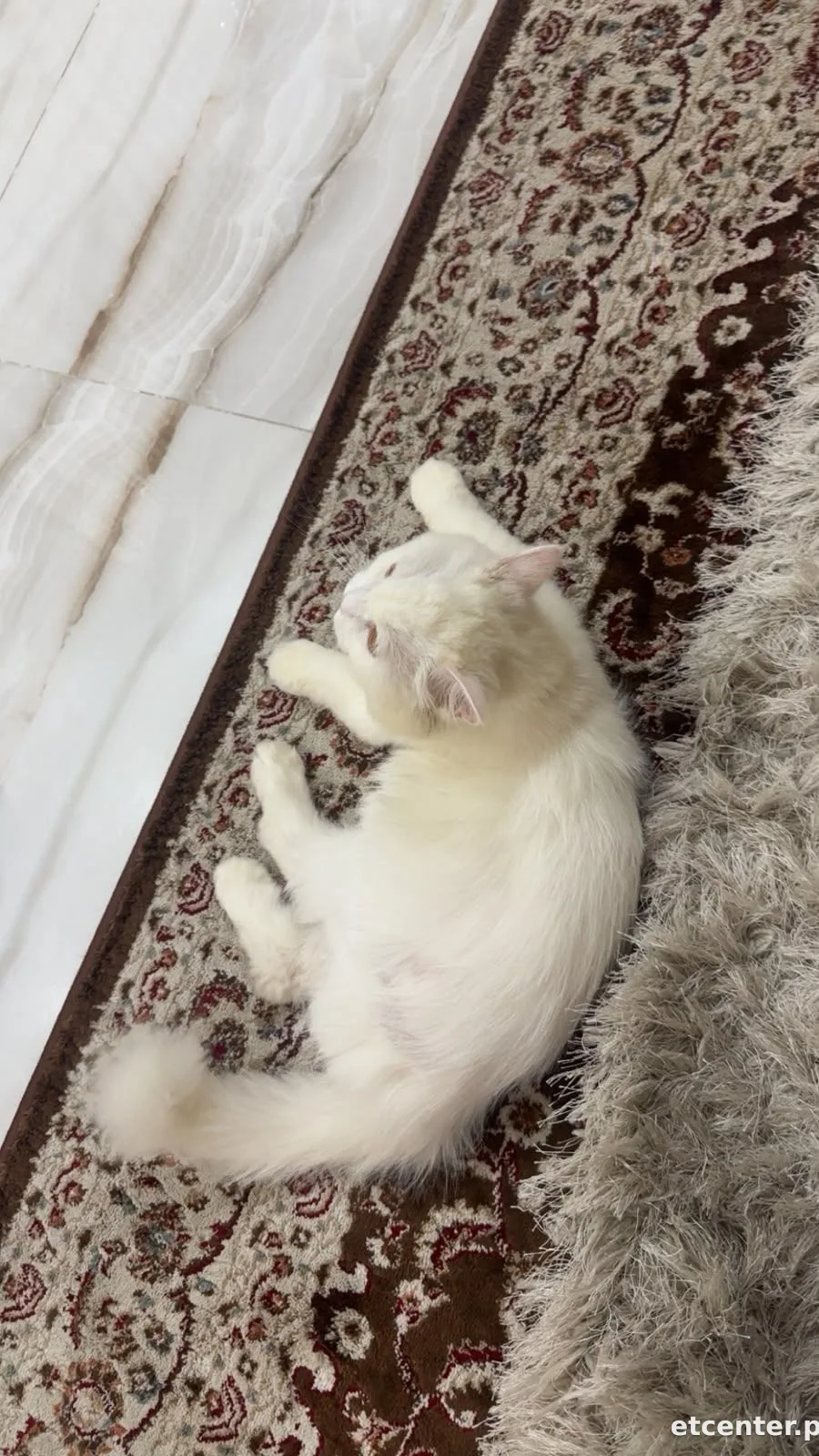 Mylo 2