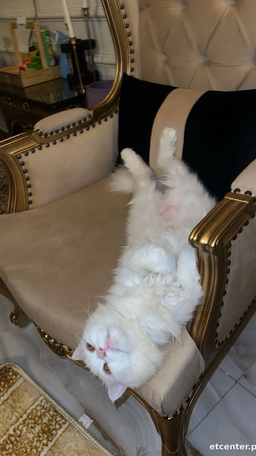 Mylo 3