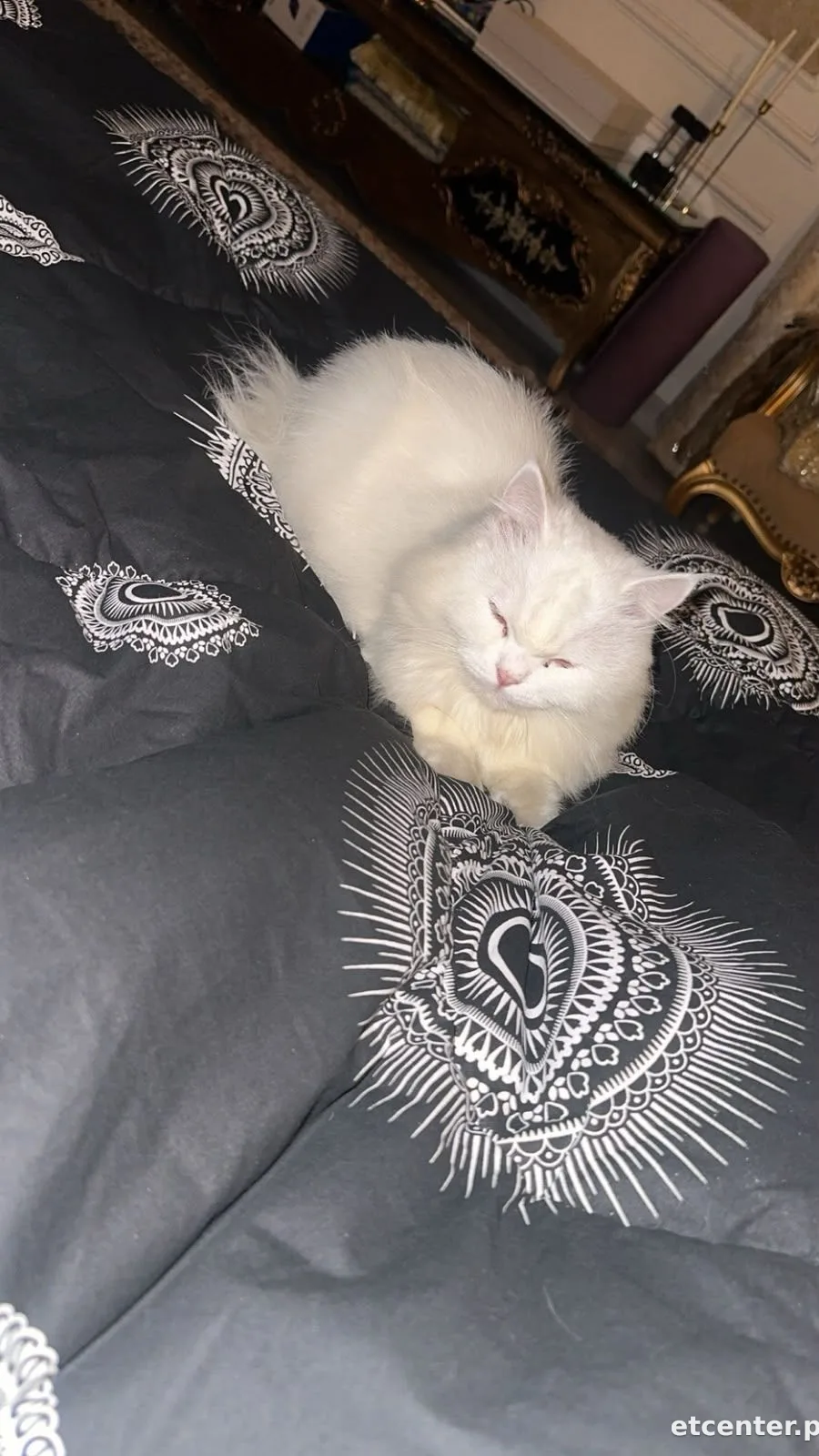 Mylo 4