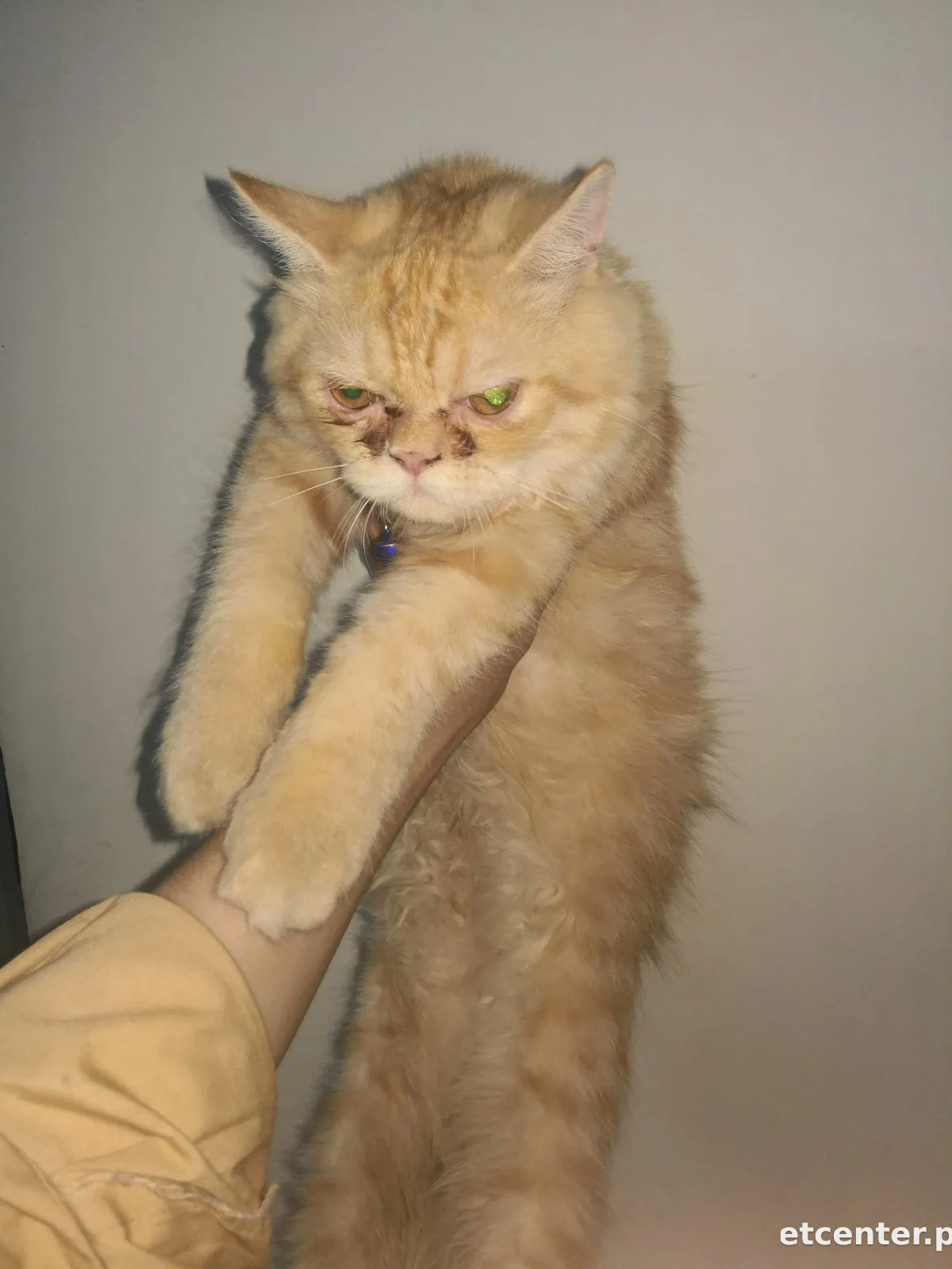 Kitto