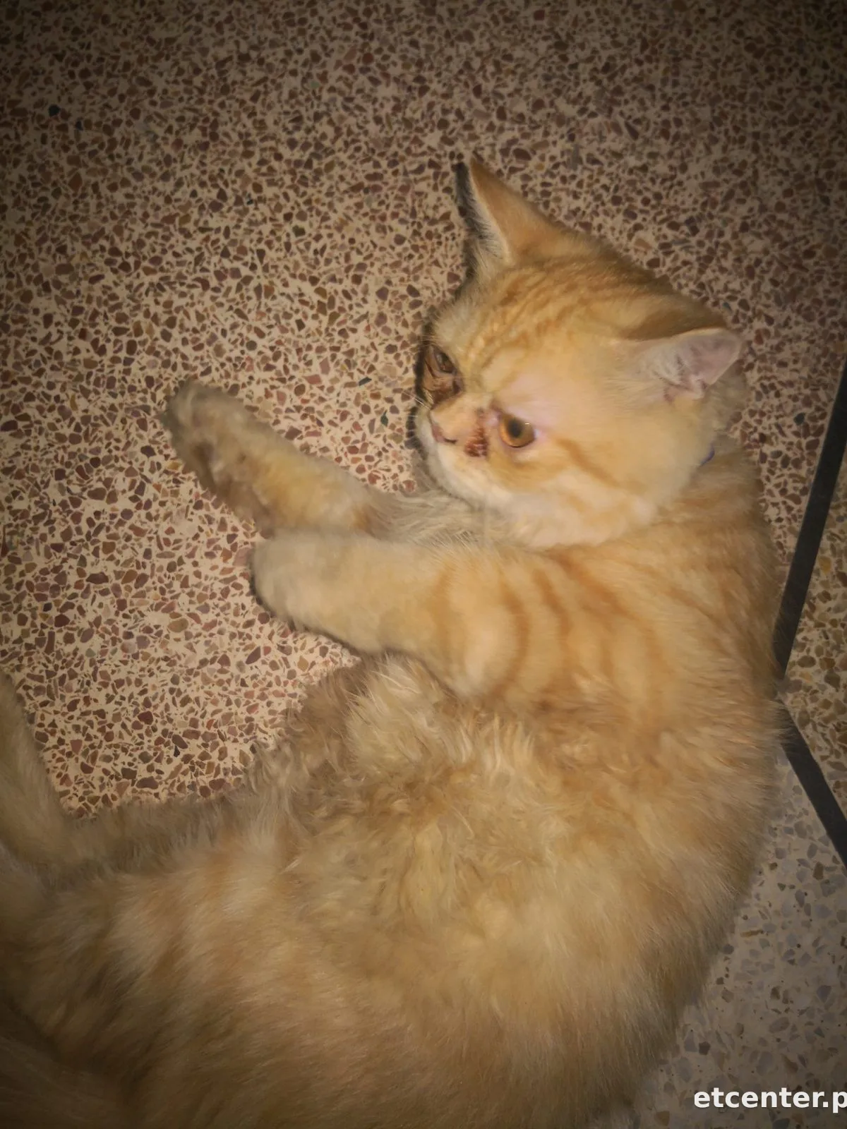 Kitto 2
