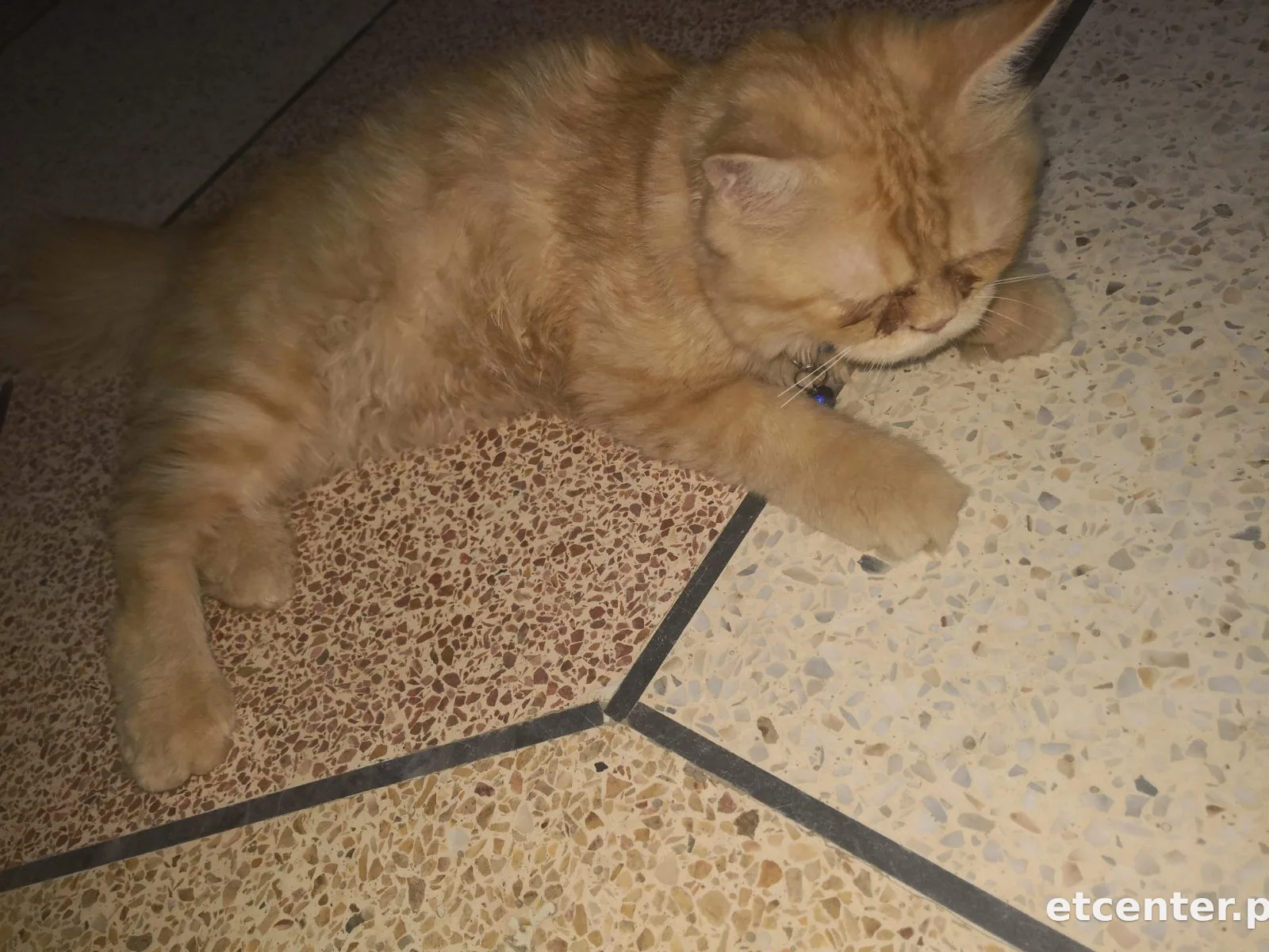 Kitto 3