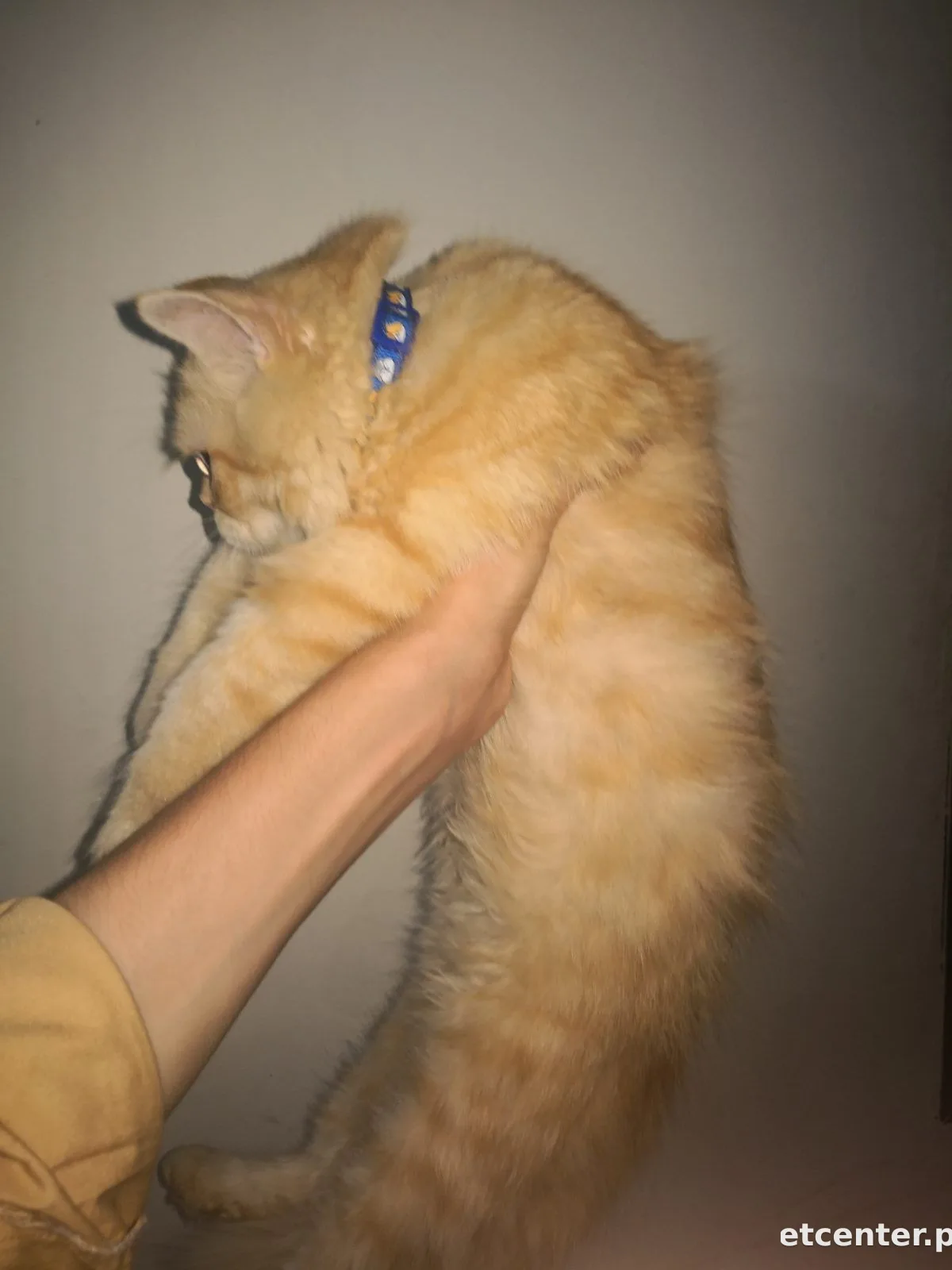 Kitto 4