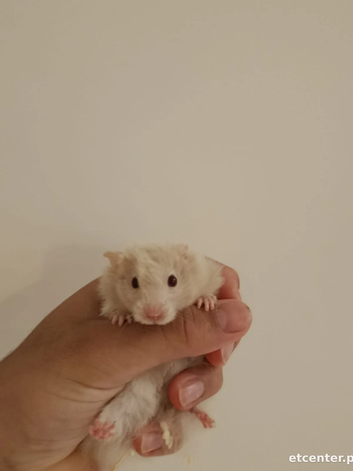 hamsters