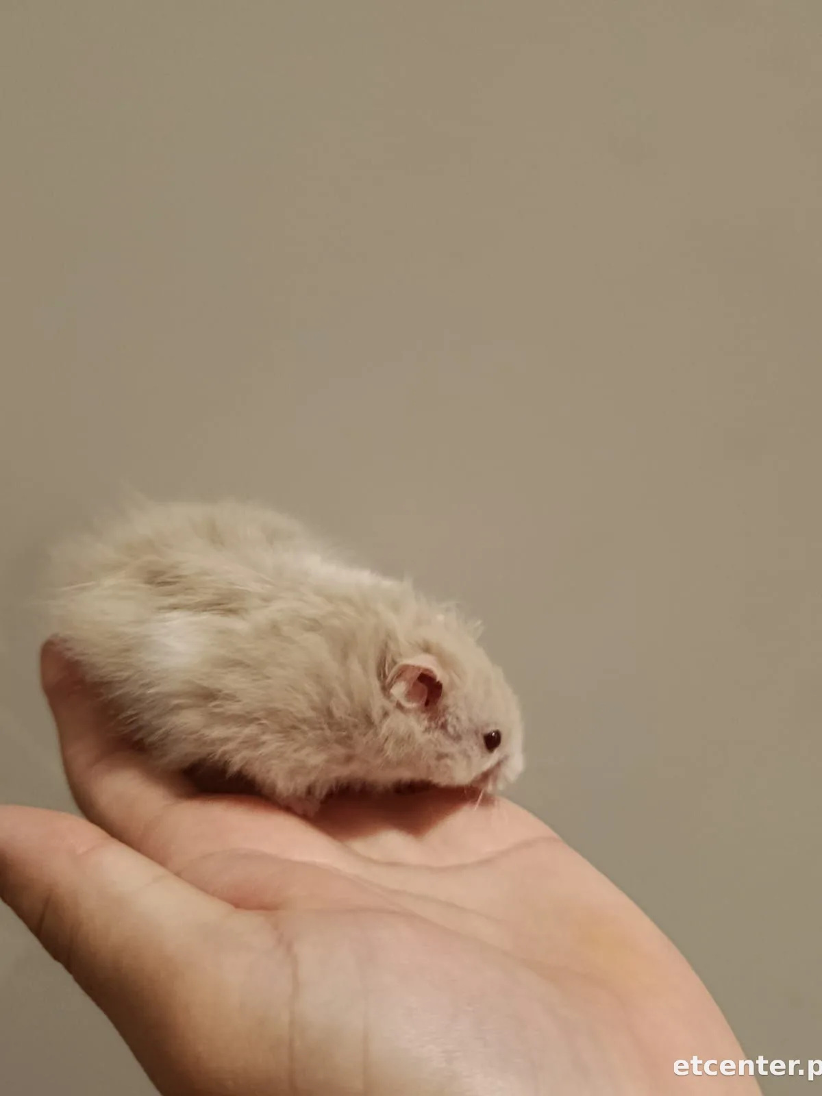 hamsters 2