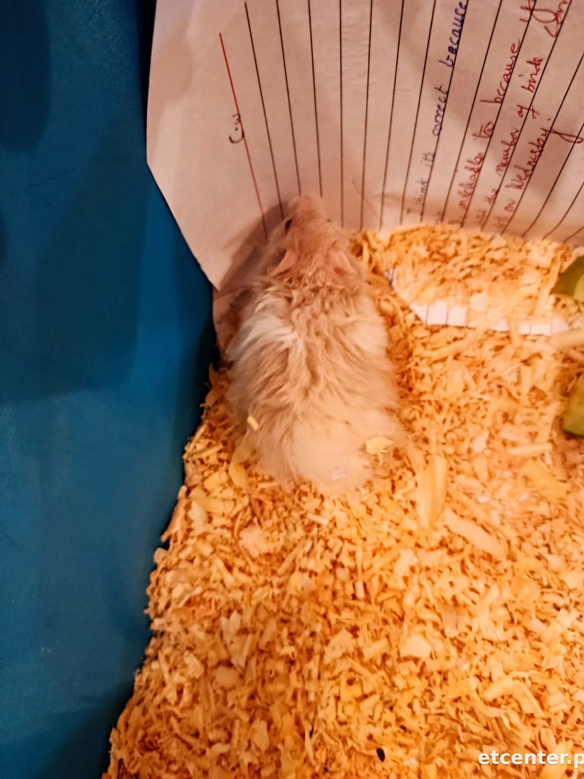 hamsters 3
