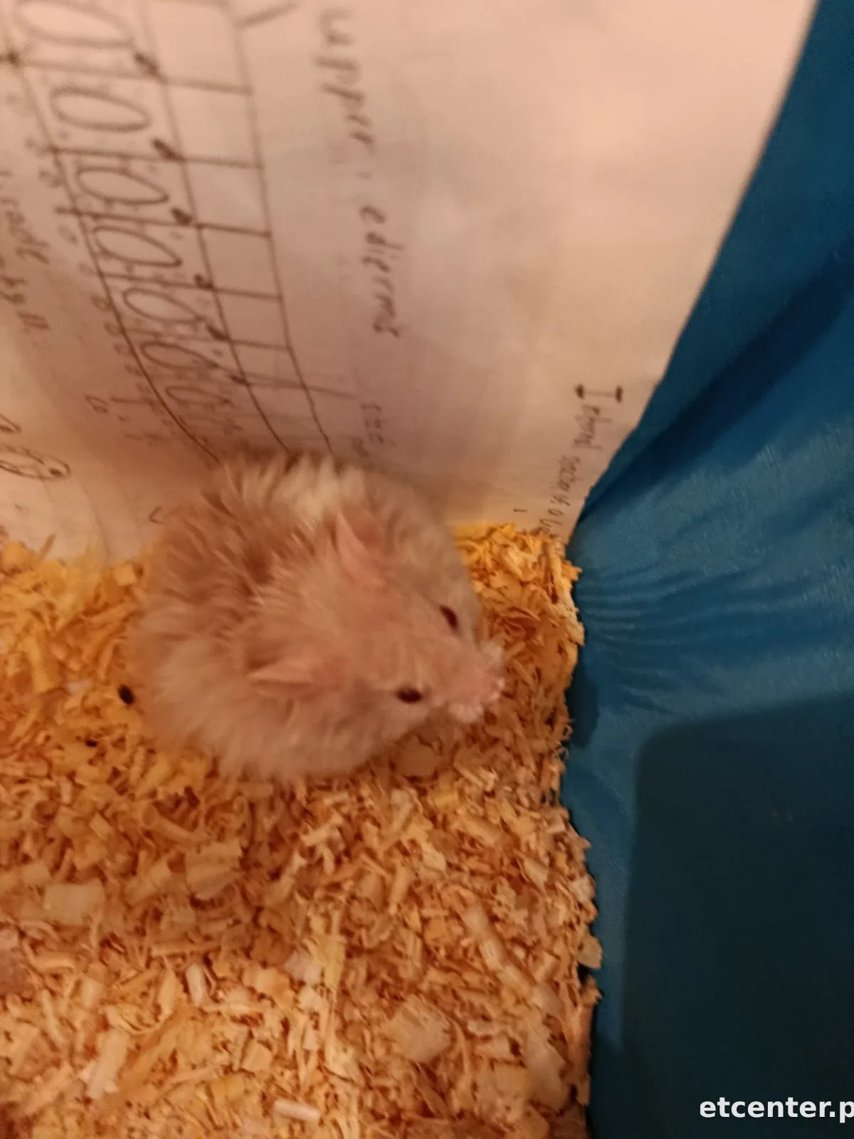 hamsters 4