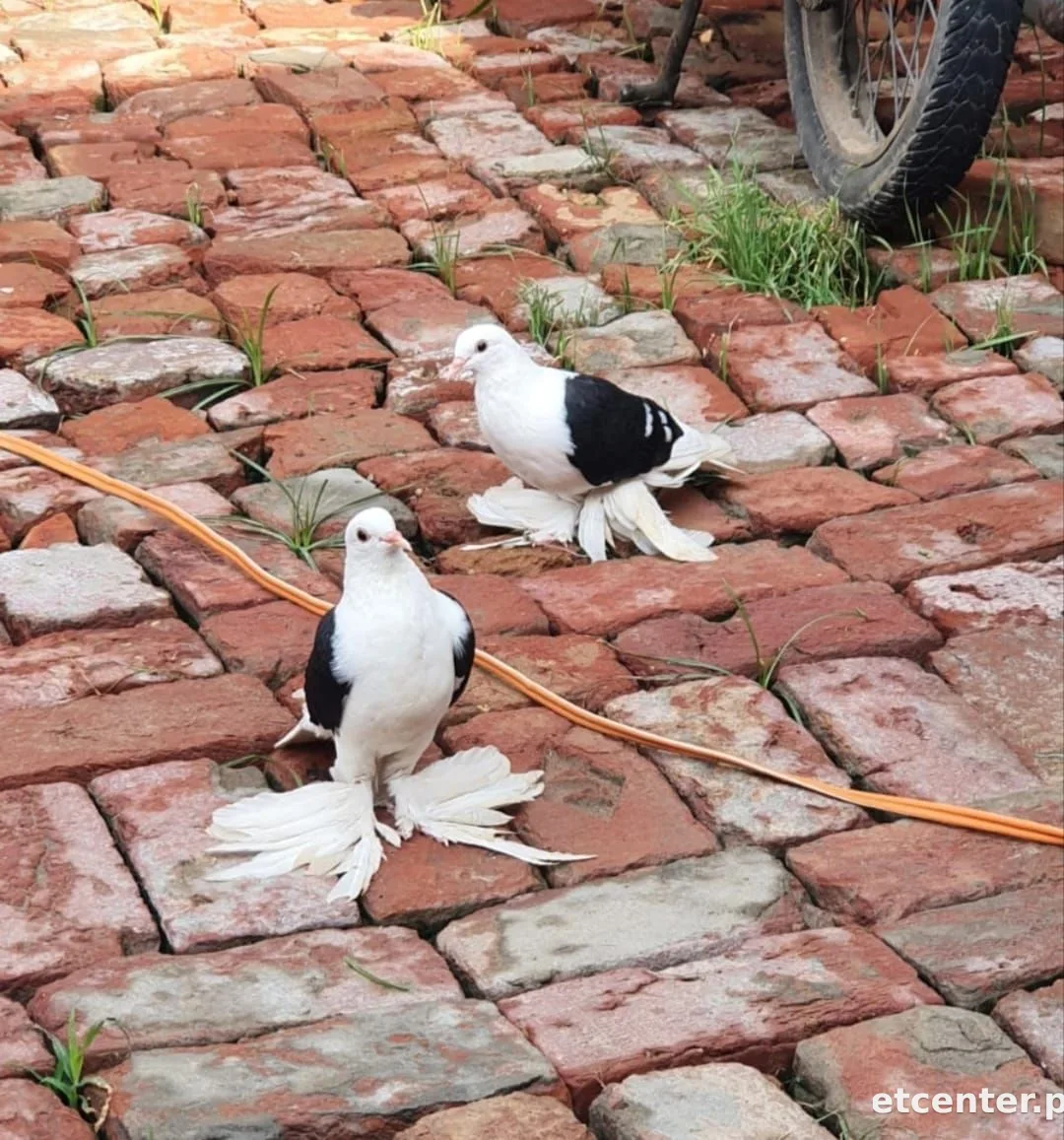 swallow pigeon
