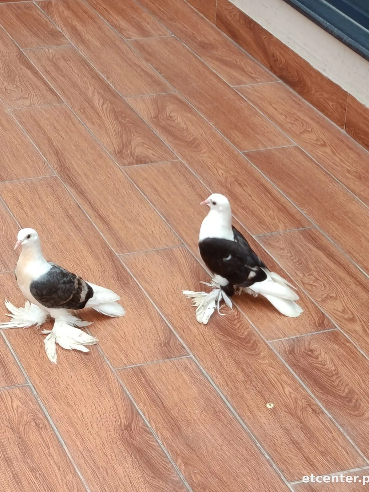 swallow pigeon 2