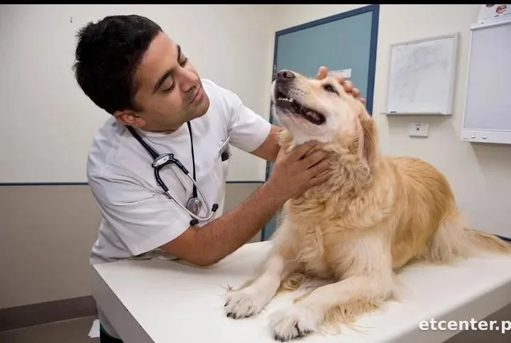 General Veterinary Hospital Lahore, Pakistan
