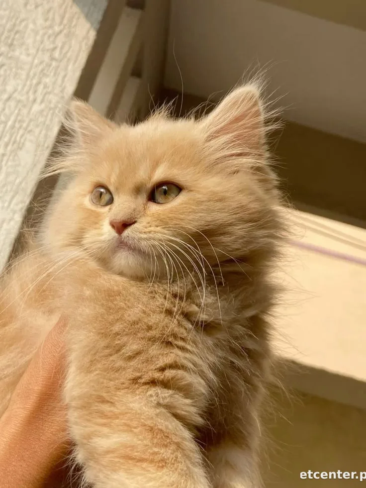 Simba