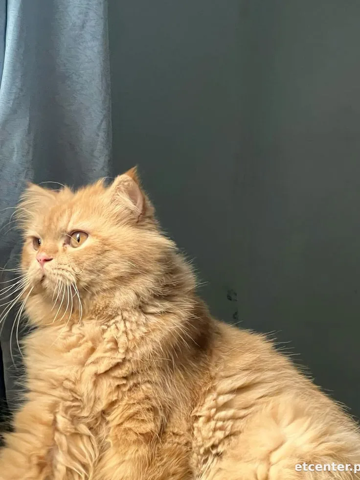 Simba 2