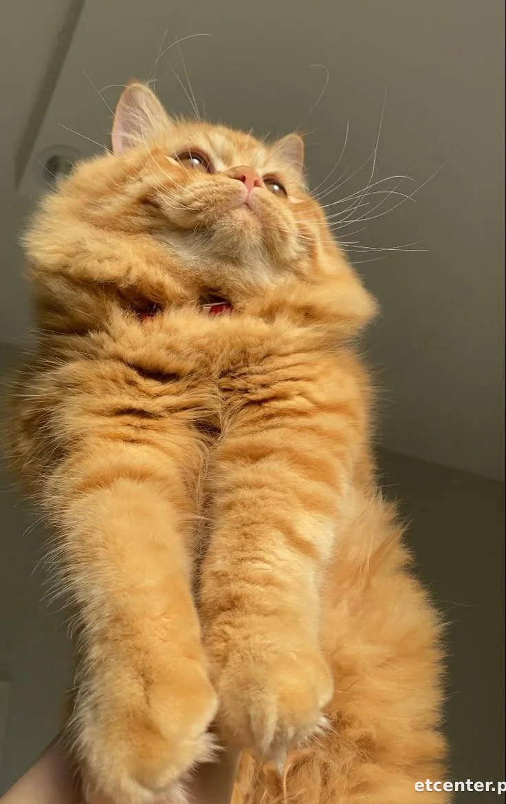 Simba 3