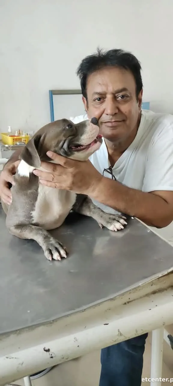 Dr Safdar's Vet Clinic