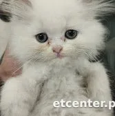 Pets Mart Hospital