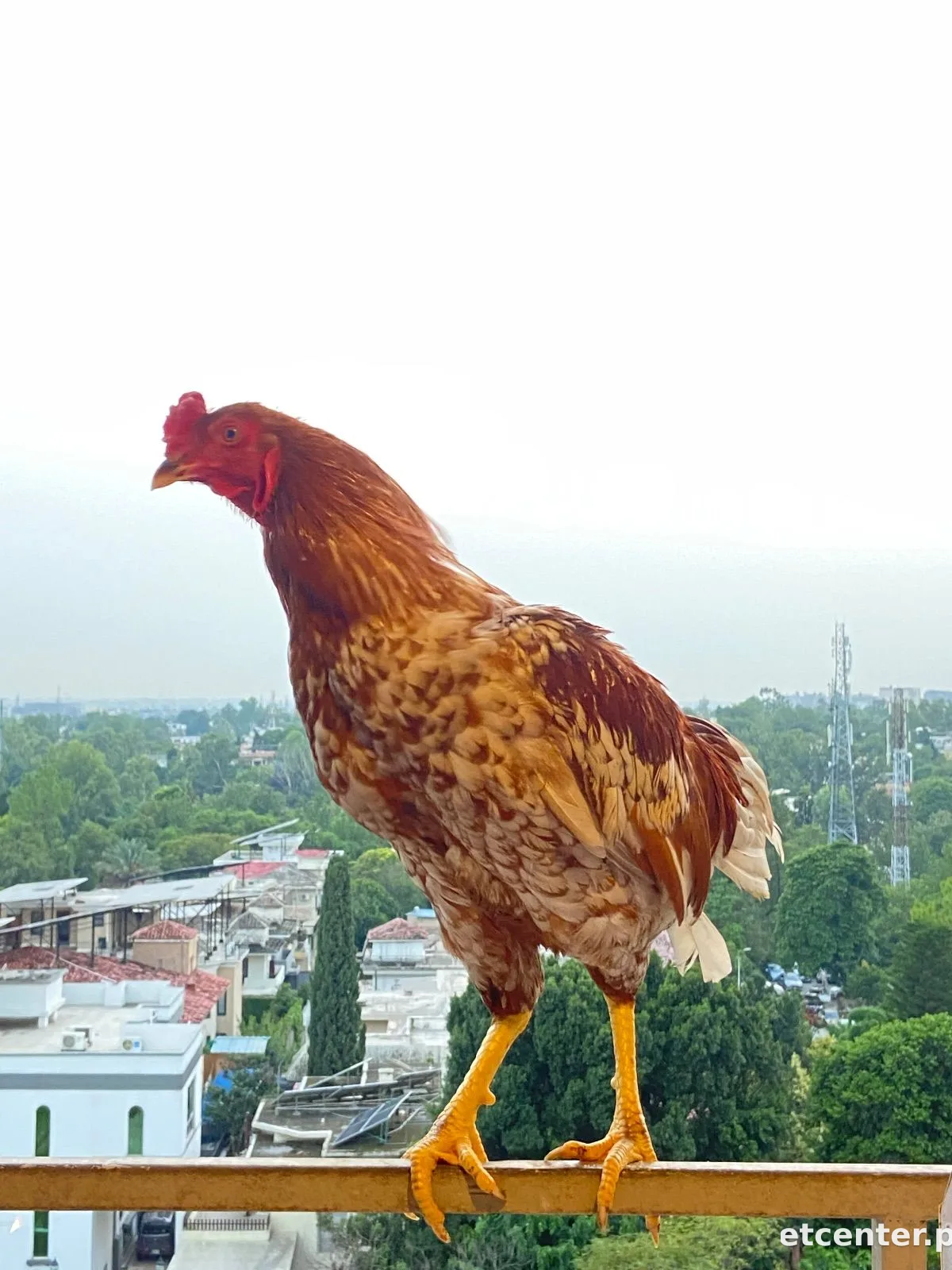 Sultan