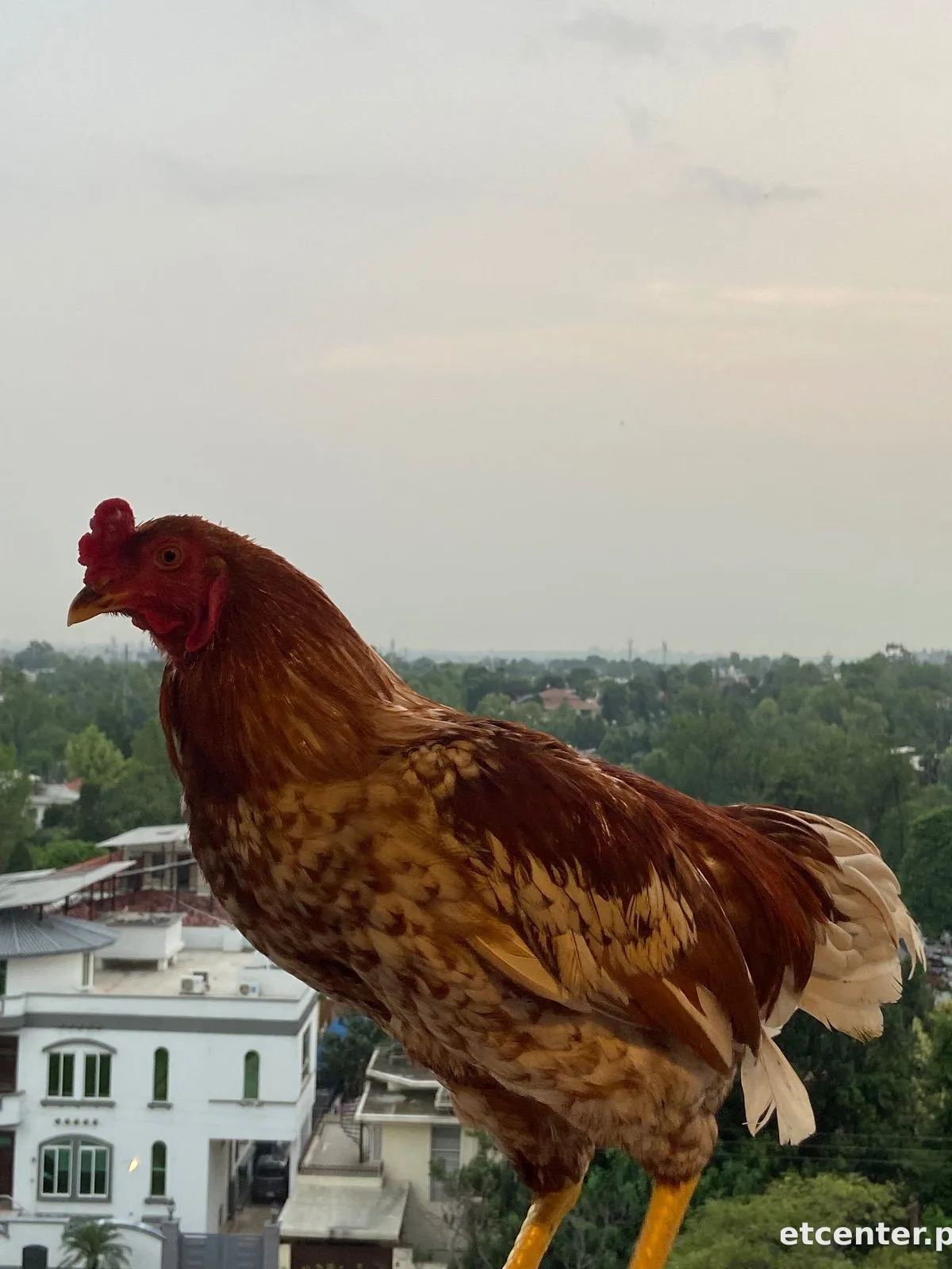 Sultan 4