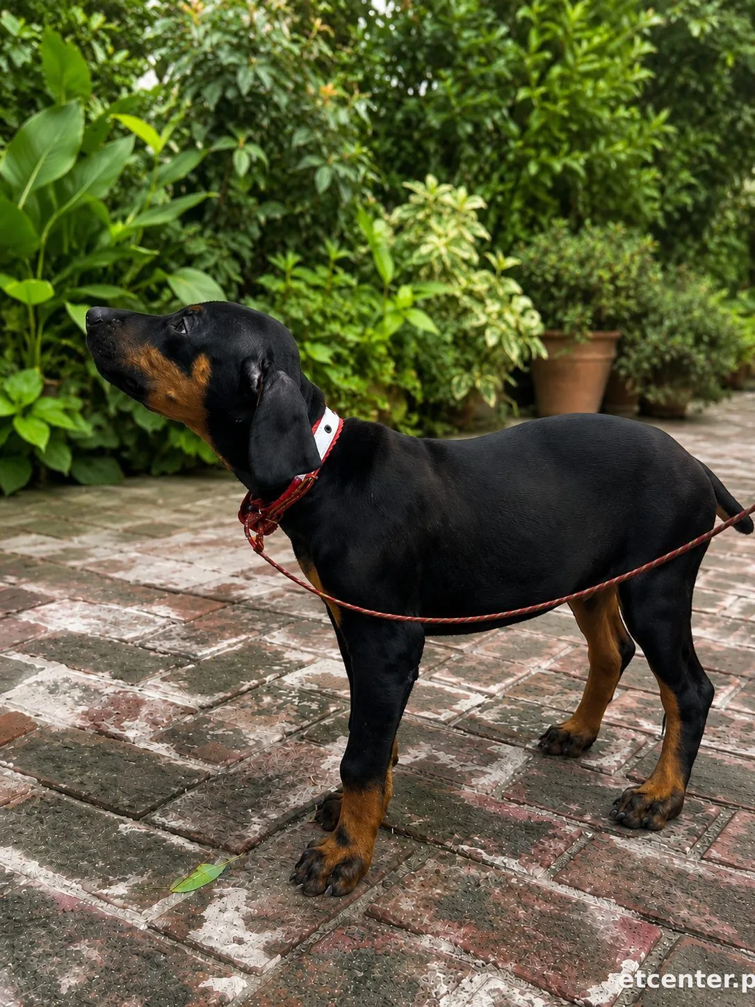 Doberman