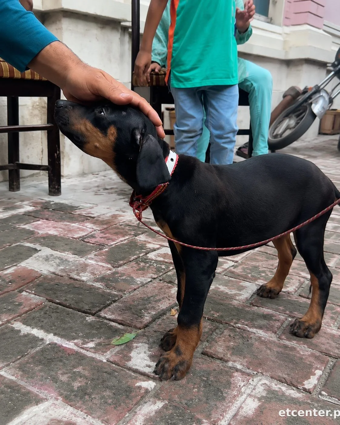 Doberman 2