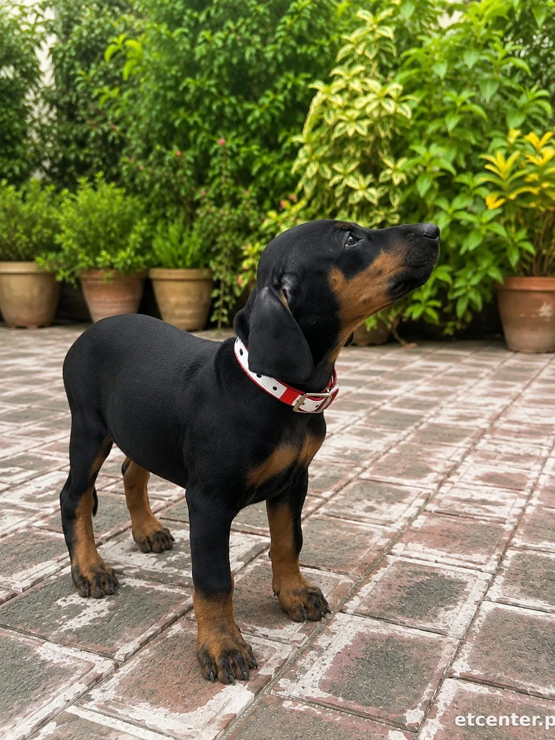 Doberman 3