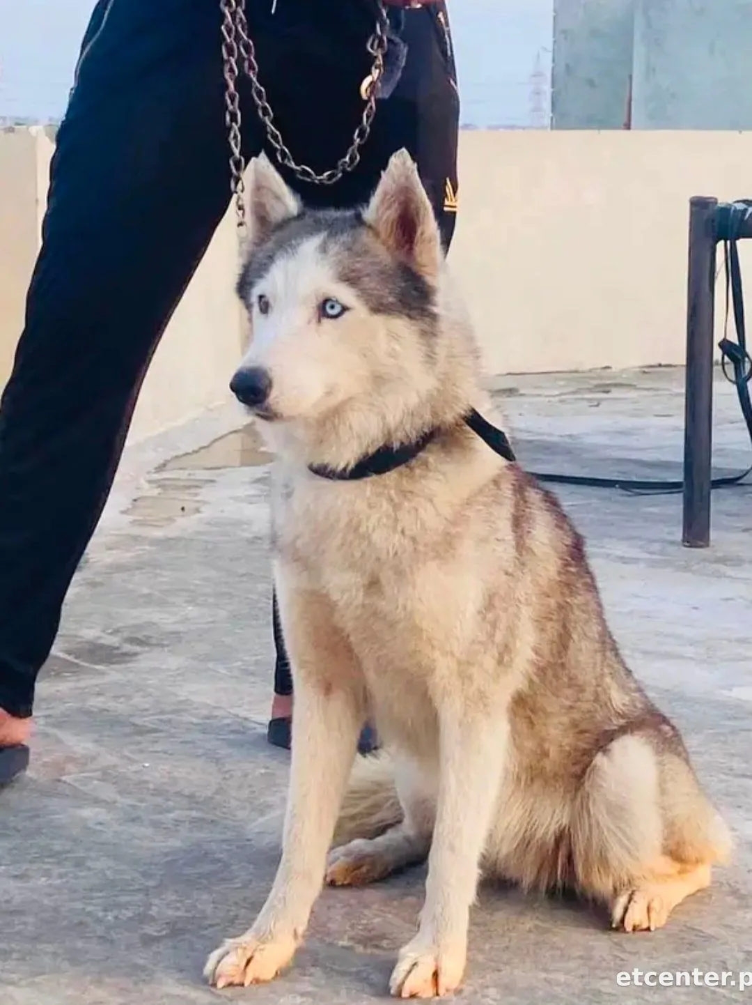 Siberian Husky